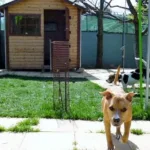 Kατασκευή πανσιόν σκύλων "I love dog" Kατασκευή πανσιόν σκύλων "I love dog"